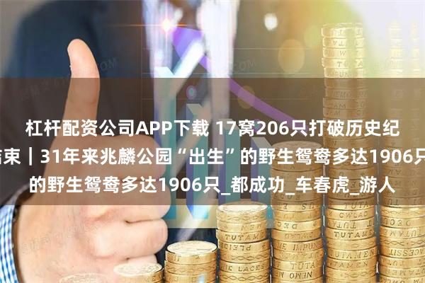 杠杆配资公司APP下载 17窝206只打破历史纪录，今夏繁殖季完美结束｜31年来兆麟公园“出生”的野生鸳鸯多达1906只_都成功_车春虎_游人